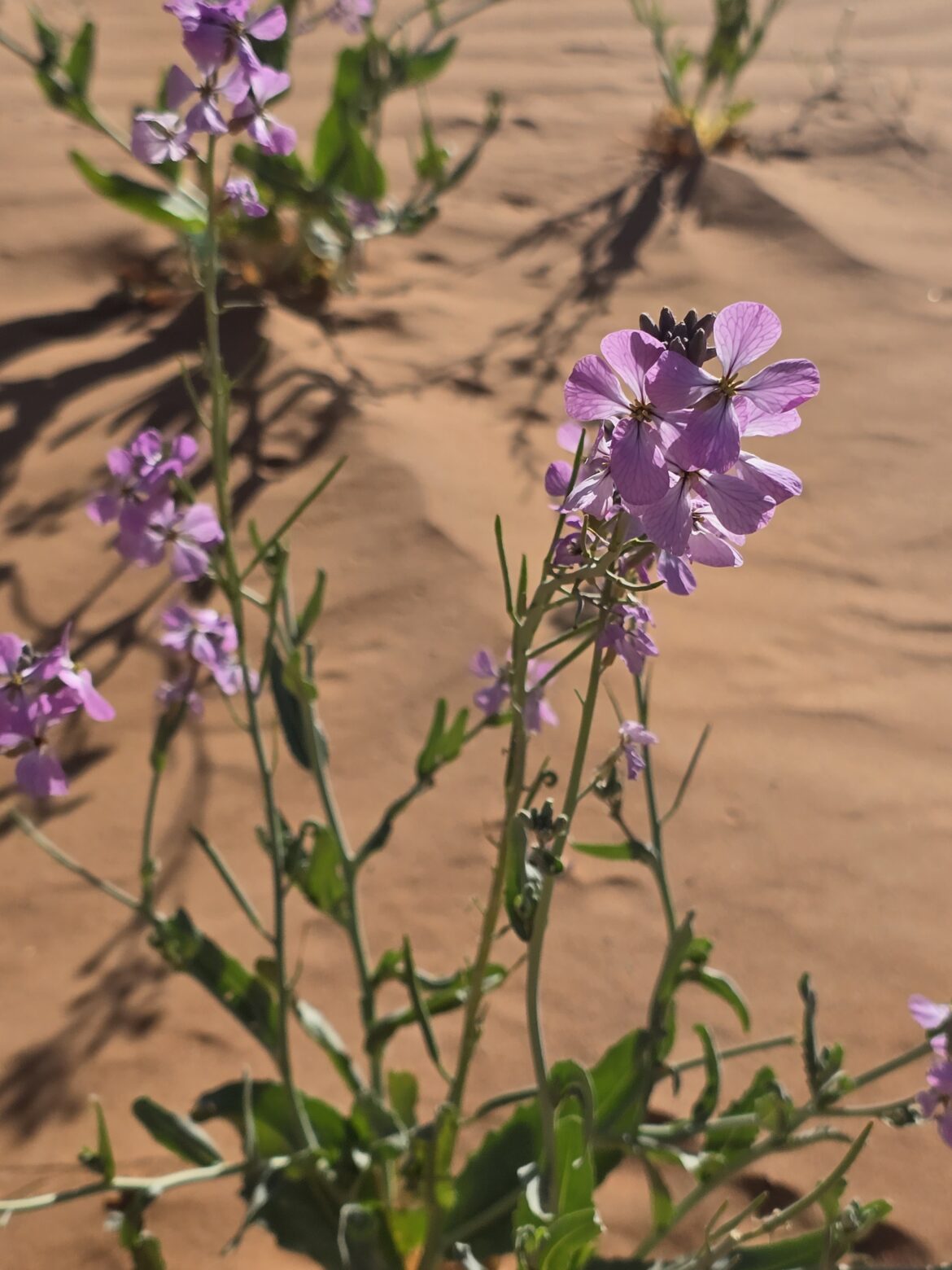 My Moroccan Magic Carpet Ride: Riads, Road Trips, and an Arabian Nights Dream (Part 1)